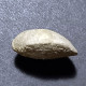 #MOESCHIA CAMPANEA Fossil, Brachiopod, Jura (Frankreich) - Fósiles