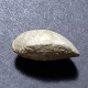 #MOESCHIA CAMPANEA Fossil, Brachiopod, Jura (Frankreich) - Fossiles