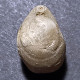 #TEREBRATULA GROSSOUVREI Fossil, Brachiopod, Jura (Frankreich) - Fossilien