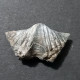 #ADOLFIA SOLITA Fossile, Brachiopoden, Devon (Russland) - Fossils