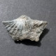 #ADOLFIA SOLITA Fossile, Brachiopoden, Devon (Russland) - Fossiles