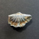#ARDUSPIRIFER ARDUENNENSIS ANTECEDENS Fossile, Brachiopoden, Devon (Belgien) - Fossiles