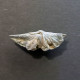 #ARDUSPIRIFER ARDUENNENSIS PROLATESTRIATUS Fossile, Brachiopoden, Devon (Belgien) - Fossils