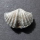 #BRACHYSPIRIFER Sp Fossile, Brachiopoden, Devon (Vereinigte Staaten) - Fossiles