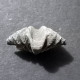 #BRACHYSPIRIFER Sp Fossile, Brachiopoden, Devon (Vereinigte Staaten) - Fossiles