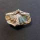 #CYRTINOPSIS BRACHIYPTERA MAILLIEUXI Fossil, Brachiopoden, Devon (Belgien) - Fossils