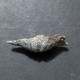 #SULCIPLICA Sp. Fossile, Brachiopoden, Perm (Tasmanien) - Fossilien