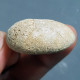 #ECHINOLAMPAS OVALIS Selten Seeigel Sea Urchin Fossile Eozän (Frankreich) - Fossils