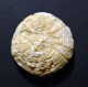 #Seeigel, HETERODIADEMA LIBYCUM, Kreide, Cenomanium (Taouze, Marokko) - Fossils