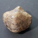 #ATHYRIS CONCENTRICA VENTROSA Fossile, Brachiopoden, Devon (Deutschland) - Fossiles