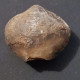 #ATHYRIS MELLINGENI Sp. Fossile, Brachiopoden, Devon (Deutschland) - Fossiles