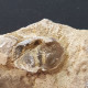 #DAVIDSONIA VERNEUILII Fossile, Brachiopoden Devon (Deutschland) - Fossils