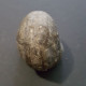 #GYPIDULA ABUNDA LANGI Fossile, Brachiopoden, Silur (Schweden) - Fossils