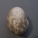 #GYPIDULA ABUNDA LANGI Fossile, Brachiopoden, Silur (Schweden) - Fossils