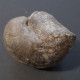 #GYPIDULA ABUNDA LANGI Fossile, Brachiopoden, Silur (Schweden) - Fossiles