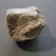 Delcampe - #GYPIDULA ABUNDA LANGI Fossile, Brachiopoden, Silur (Schweden) - Fossils