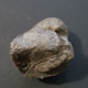 Delcampe - #GYPIDULA ABUNDA LANGI Fossile, Brachiopoden, Silur (Schweden) - Fossilien