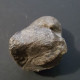 Delcampe - #GYPIDULA ABUNDA LANGI Fossile, Brachiopoden, Silur (Schweden) - Fossils