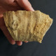 #MESOPHYLLUM MAXIMUM MAXIMUM Fossile, Koral, Devon (Deutschland) - Fossiles