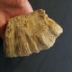 #MESOPHYLLUM MAXIMUM MAXIMUM Fossile, Koral, Devon (Deutschland) - Fossils