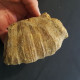 #MESOPHYLLUM MAXIMUM MAXIMUM Fossile, Koral, Devon (Deutschland) - Fossiles
