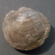 #PARACYCLAS LIRATA Fossile, Pelecypod, Devon (Kanada) - Fossili