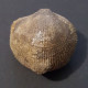 #SCHIZOPHORIA Sp. Fossile, Brachiopoden, Karbon (Vereinigte Staaten, USA) - Fossiles