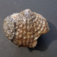 #SPINATRYPA Sp. Fossile, Brachiopoden, Devon (Ukraine) - Fossielen