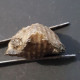 #SPINATRYPA Sp. Fossile, Brachiopoden, Devon (Ukraine) - Fossils