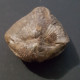 #SPINOCYRTIA OSTIOLATA Sp. Fossile, Brachiopoden, Devon (Deutschland) - Fossils