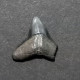 #BR03 CARCHARHINUS LEUCAS Haifisch-Zähne Fossil, Miozän (Brasilien) - Fossiles