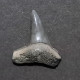 #BR04 SPHYRNA MEDIA Haifisch-Zähne Fossil, Miozän (Brasilien) - Fossielen