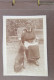 Delcampe - Petit Album Famille Allemand 33 Photos C.1920 Jeune Femme Lapin Poupée Chiens Militaire Infirmières - Album & Collezioni