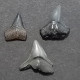 #FR10 CARCHARHINUS PRISCUS Fossil Haifischzahn Miozän (Frankreich) - Fossielen