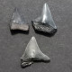 #FR10 CARCHARHINUS PRISCUS Fossil Haifischzahn Miozän (Frankreich) - Fossiles