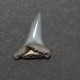 #FR11 CARCHARHINUS PRISCUS Fossil Haifischzahn Miozän (Frankreich) - Fossils