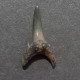 #GER08 SYLVERSTRILAMIA TERETIDENS Haifisch-Zähne Fossil, Eozän (Deutschland) - Fossils