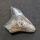#IT02 CARCHARHINUS LEUCAS Haifisch-Zähne Fossil, Pliozän (Italien) - Fossiles