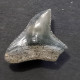 #IT02 CARCHARHINUS LEUCAS Haifisch-Zähne Fossil, Pliozän (Italien) - Fossils