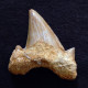#OTODUS Sp. Fossil, Eozän (Usbekistan) 18 - Fossielen