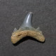 #RUS04 JAEKELOTODUS Fossil Haifischzahn Eozän (Russland) - Fossils