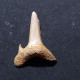 #UK01 SYLVESTRILAMIA TERETIDENS Haifisch-Zähne Fossil, Paläozän (Großbritannien) - Fossielen