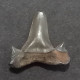 #UNG06 LAMNA SUBULATA Fossil Haifischzahn Miozän (Ungarn) - Fossils