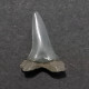 #US14 ABDOUNIA ENNISKILLENI Haifisch-Zähne Fossile Eozän (USA, Vereinigte Staaten) - Fossielen