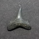 #US16 JAECKELOTODUS TRIGONALIS Haifisch Zähne Fossile Eozän (USA, Vereinigte Staaten) - Fossielen