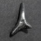 #US18 CARCHARHINUS HOPEI Haifisch-Zähne Fossile Eozän (USA, Vereinigte Staaten) - Fossiles