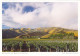 AK 205347 NEW ZEALAND - Weinregion Bei Blenheim - Südinsel - Nouvelle-Zélande