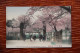 ASIE - JAPON : YOKOHAMA , Cherry Blossom, SANKEIYEN ( Garden) HONMOKU - Yokohama