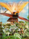 Uccello Del Paradiso, Stereoscopica - Lot. 4870 - Cartoline Stereoscopiche