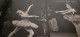 Delcampe - Sadler's Wells Ballet At Covent Garden Merlyn SEVERN John Lane 1947 - Fotografía